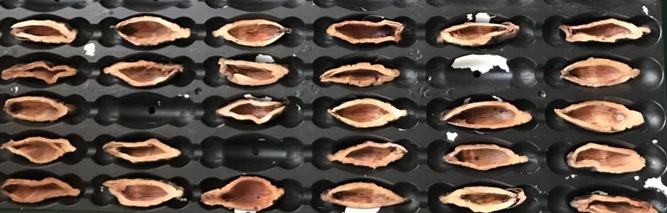 檳榔口味是如何利用高新技術(shù)加工的？